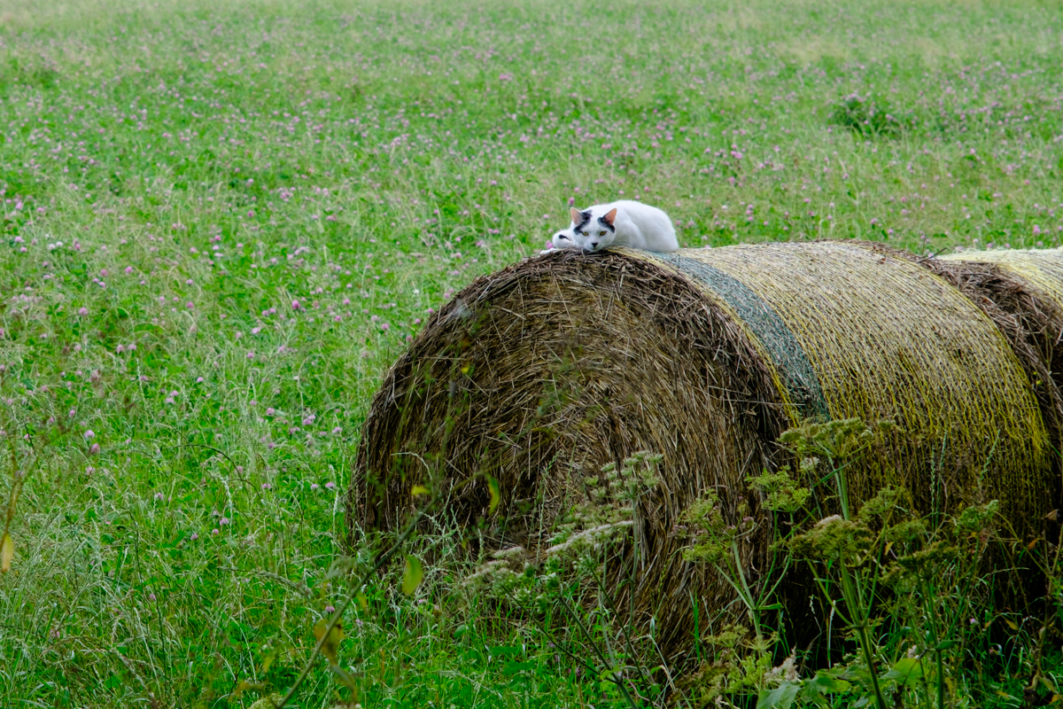 Cat on a hay bale.