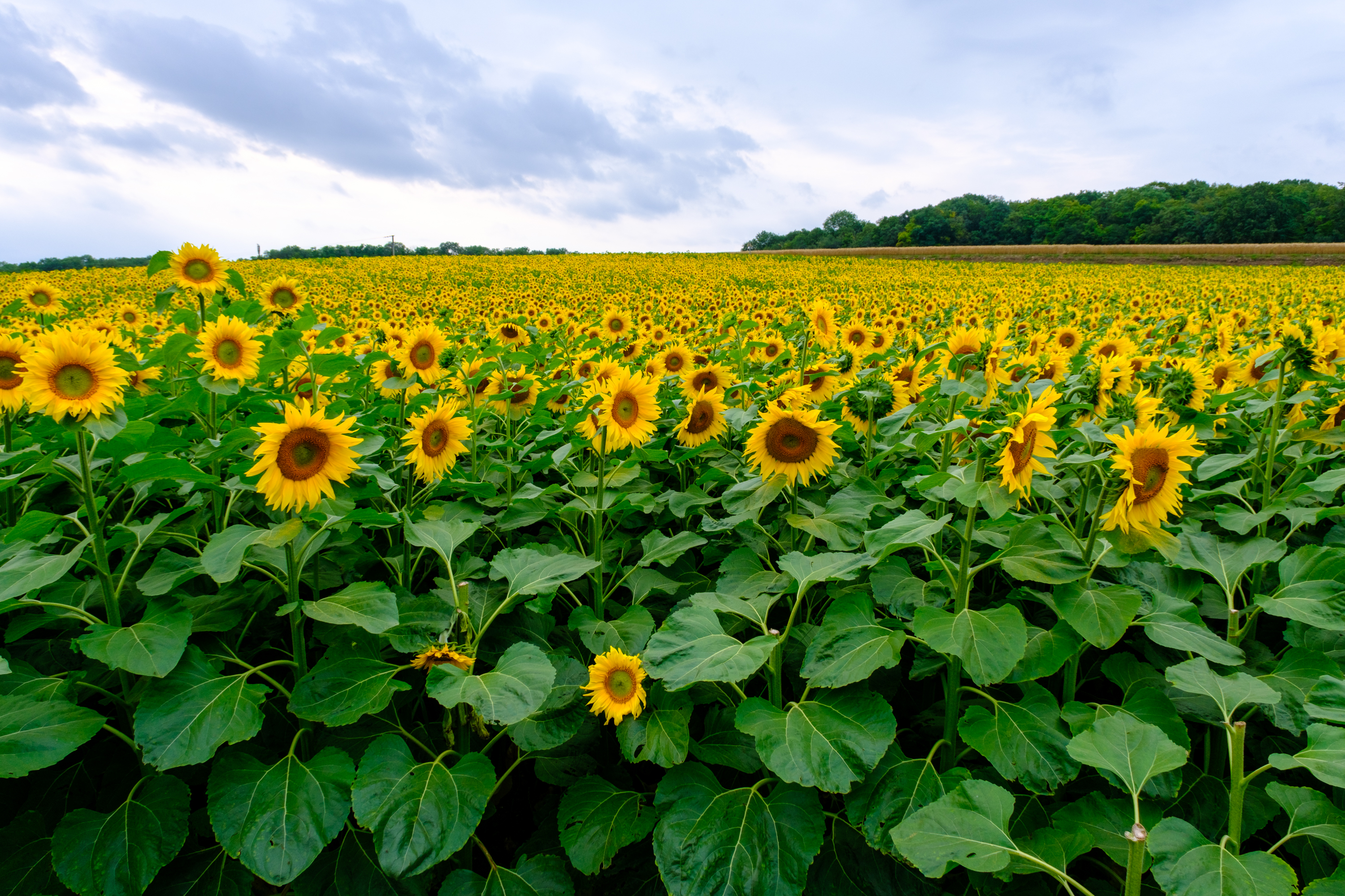 fields of sunflowers in france