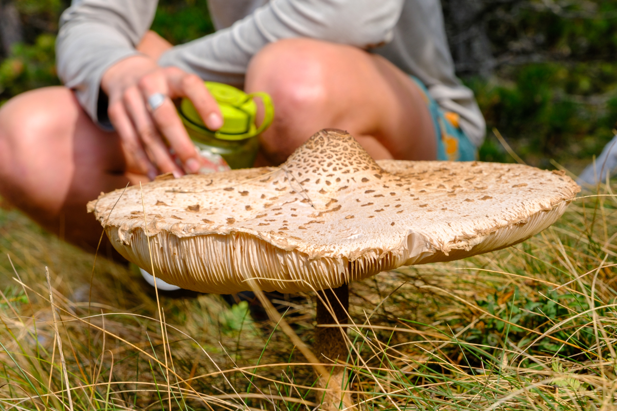 parasol mushroom in croatia