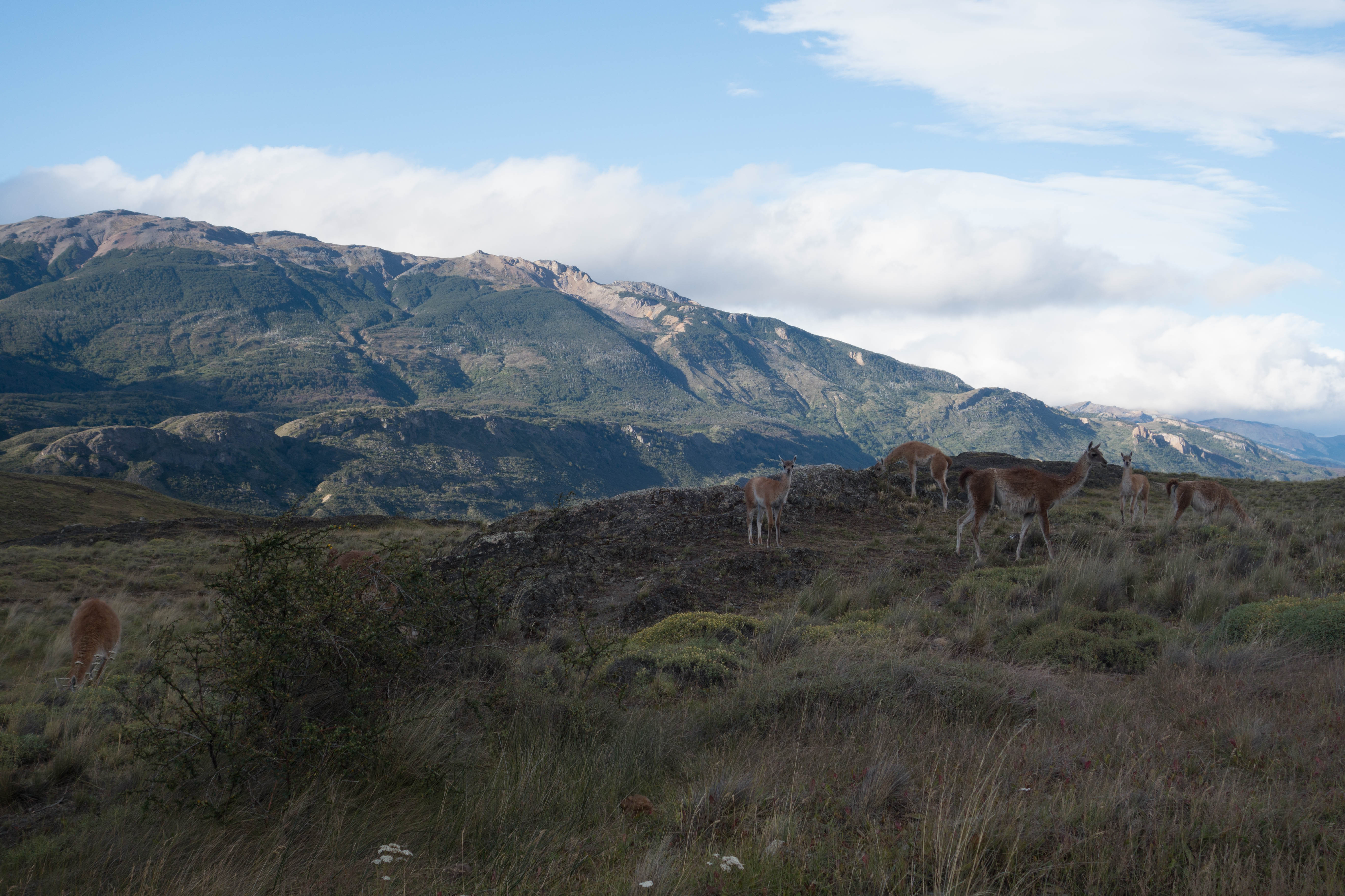 guanacos in parque nacional patagonica