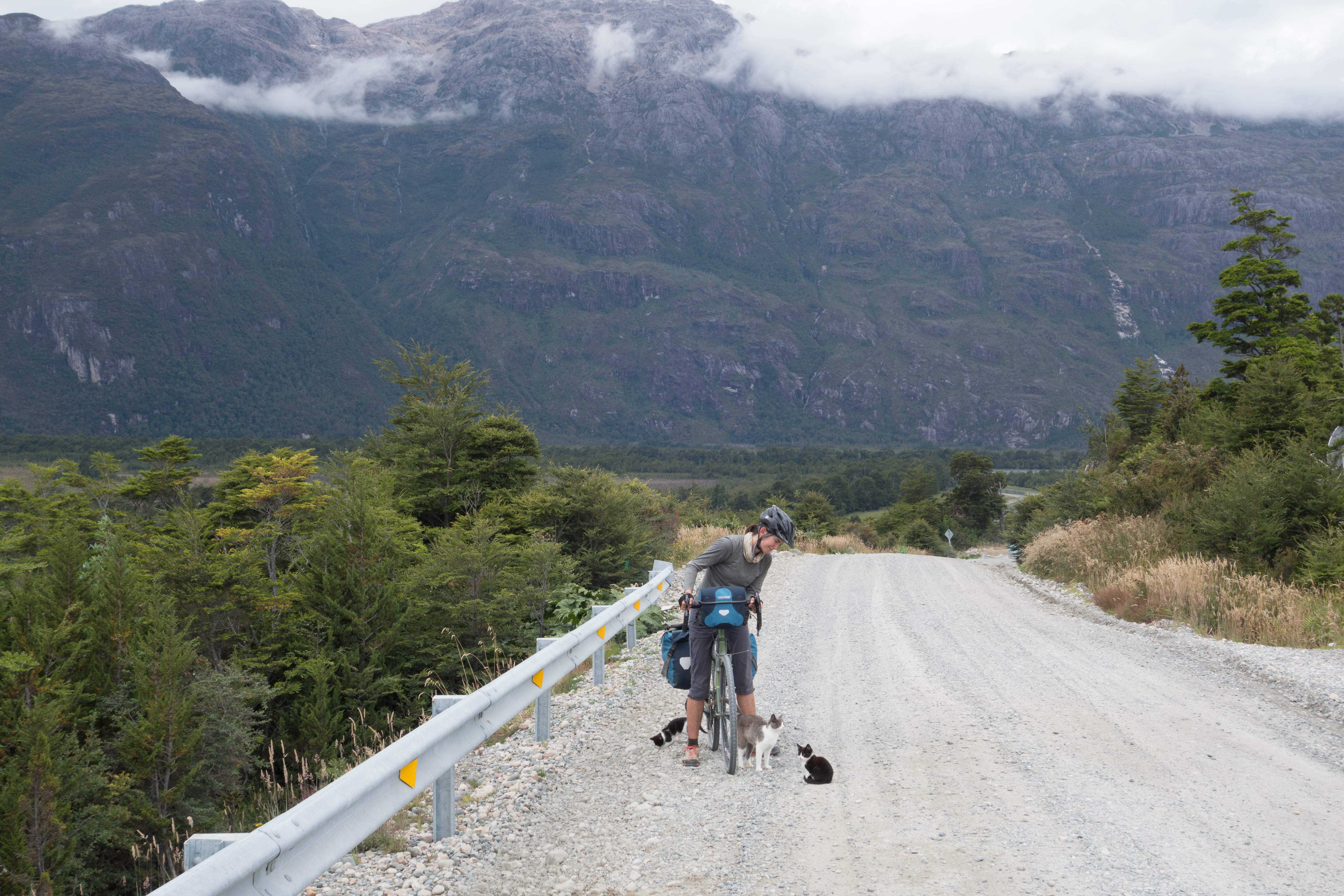 kittens on the carretera austral