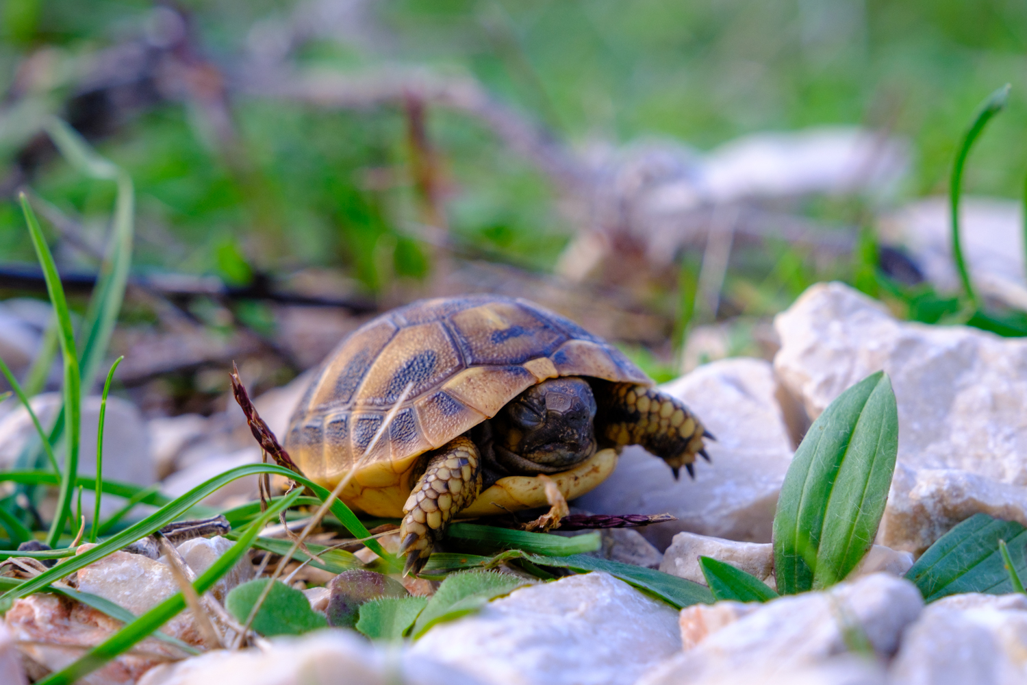 baby turtle in bosnia