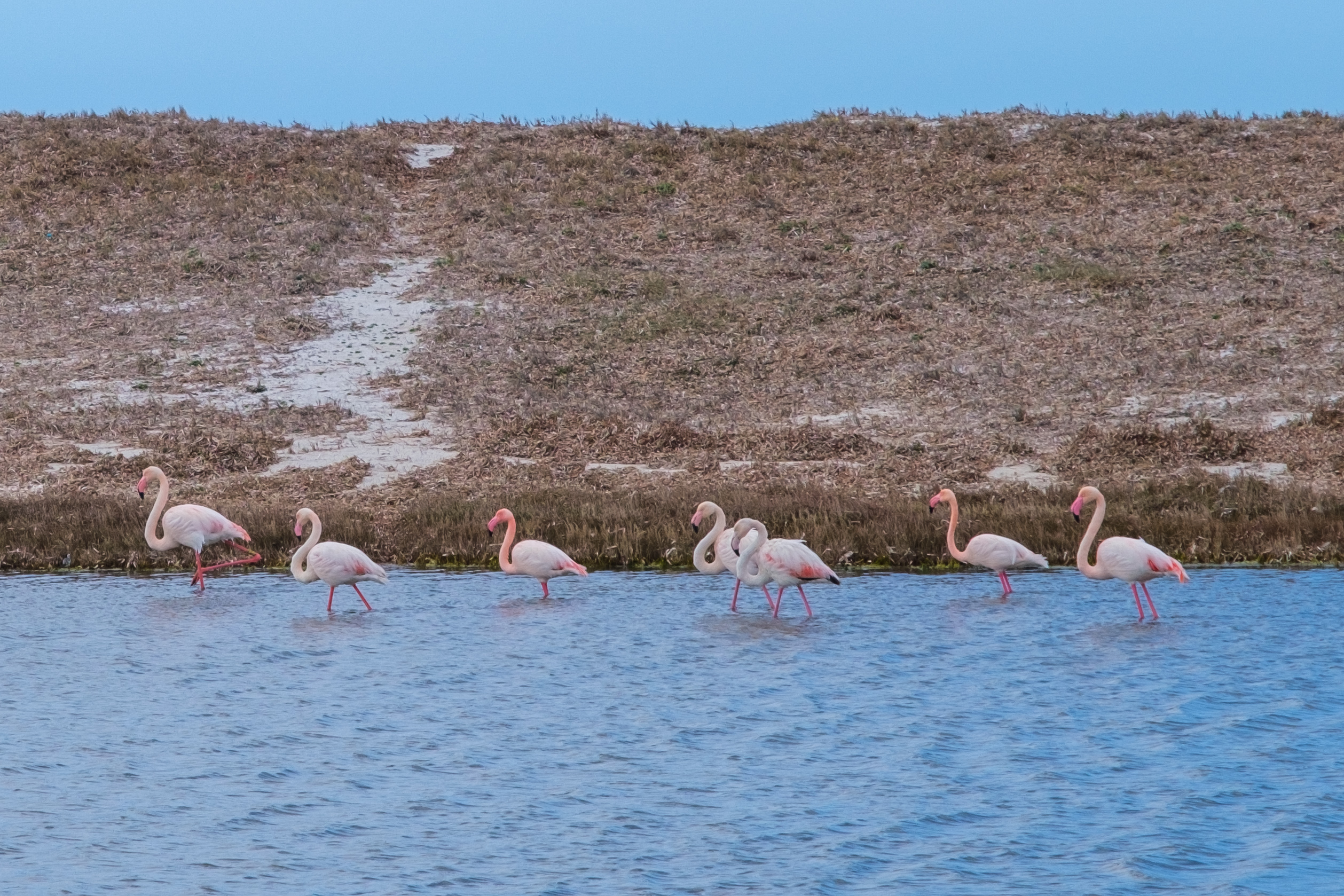 flamingos on sardinia
