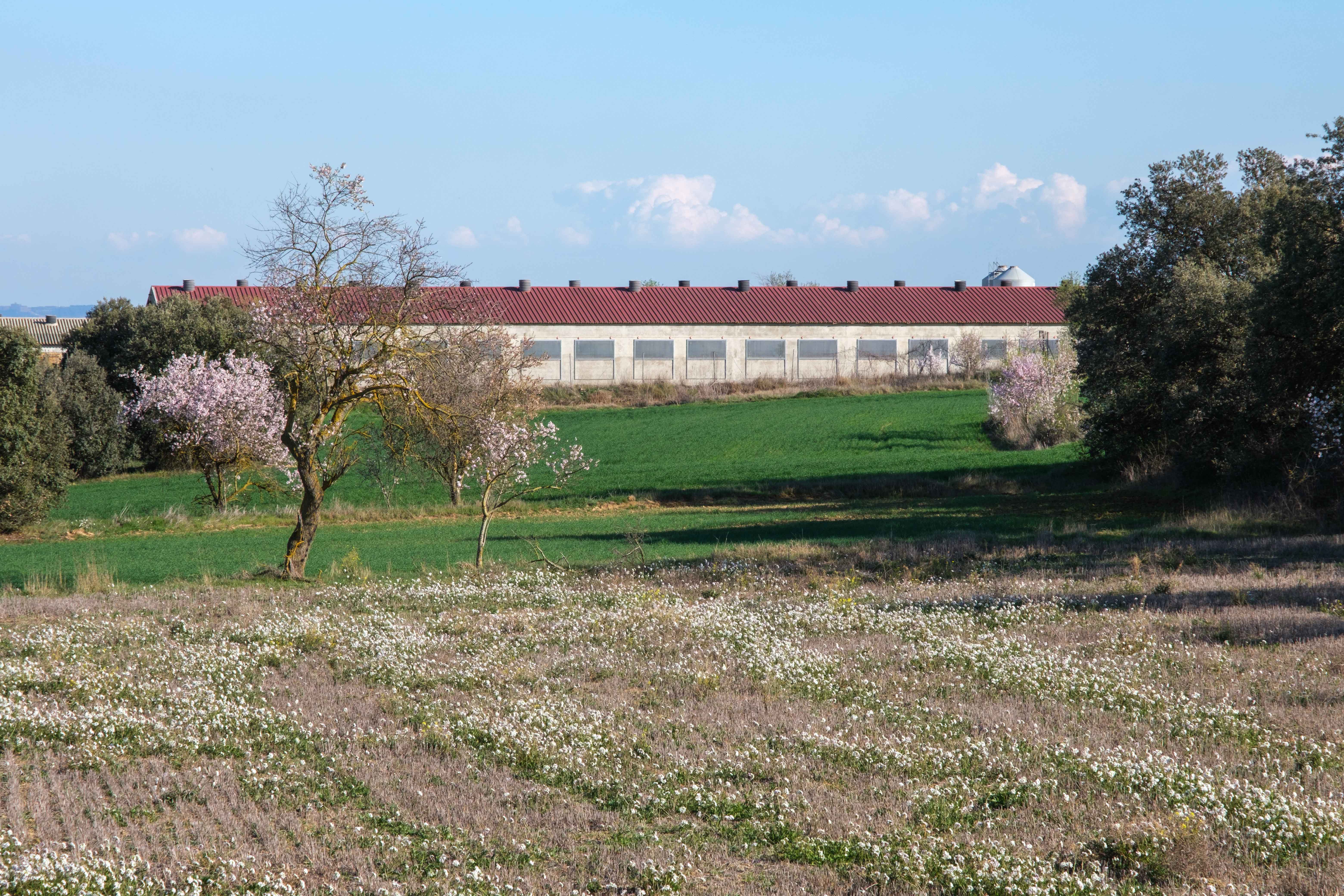 pig farms in spain
