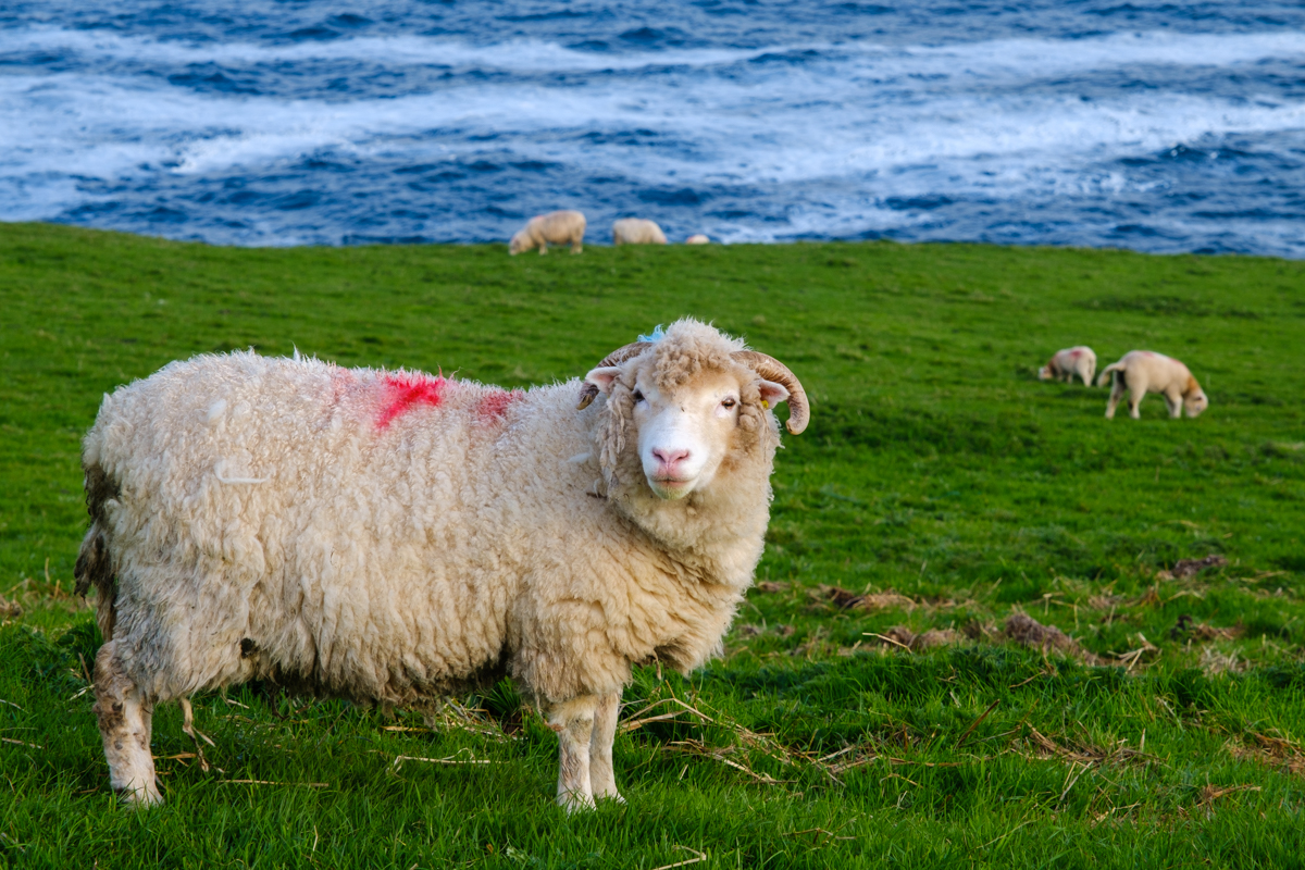 sheep in ireland