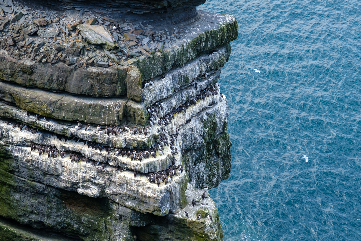nesting birds on loop head peninsula