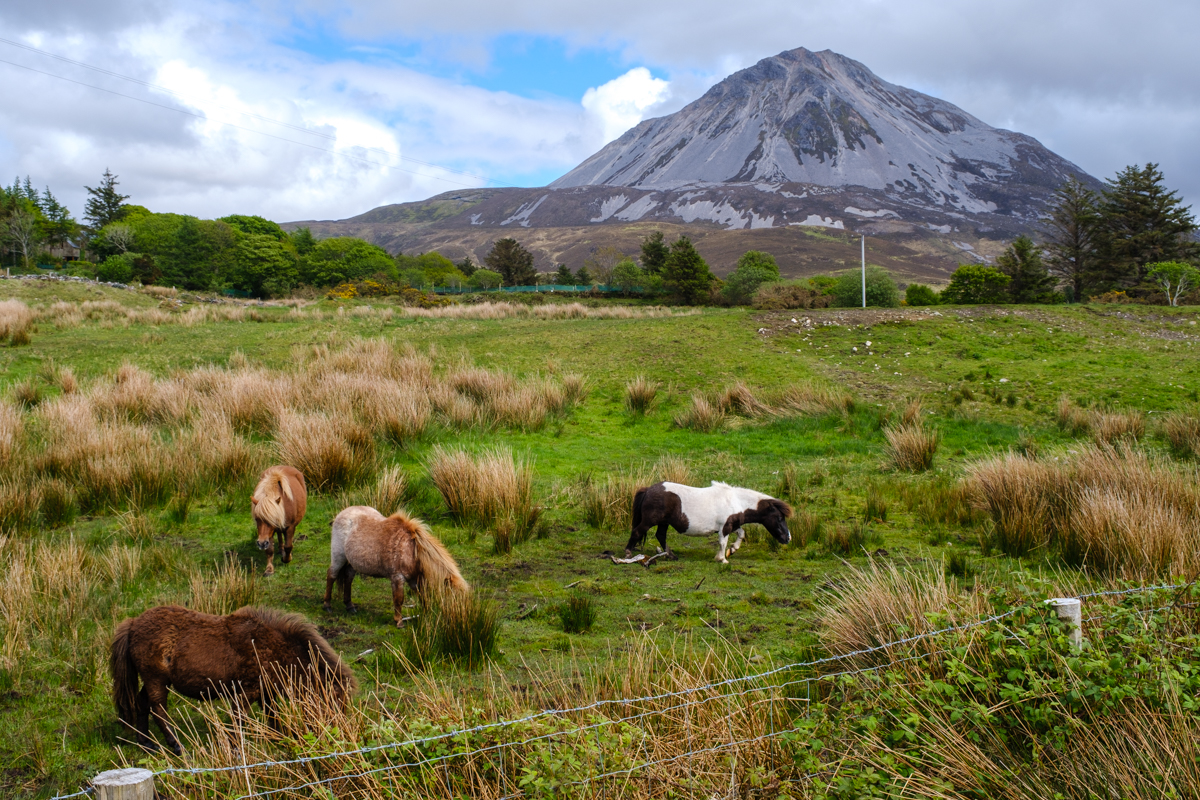 Mini horses in Glenveagh National Park.