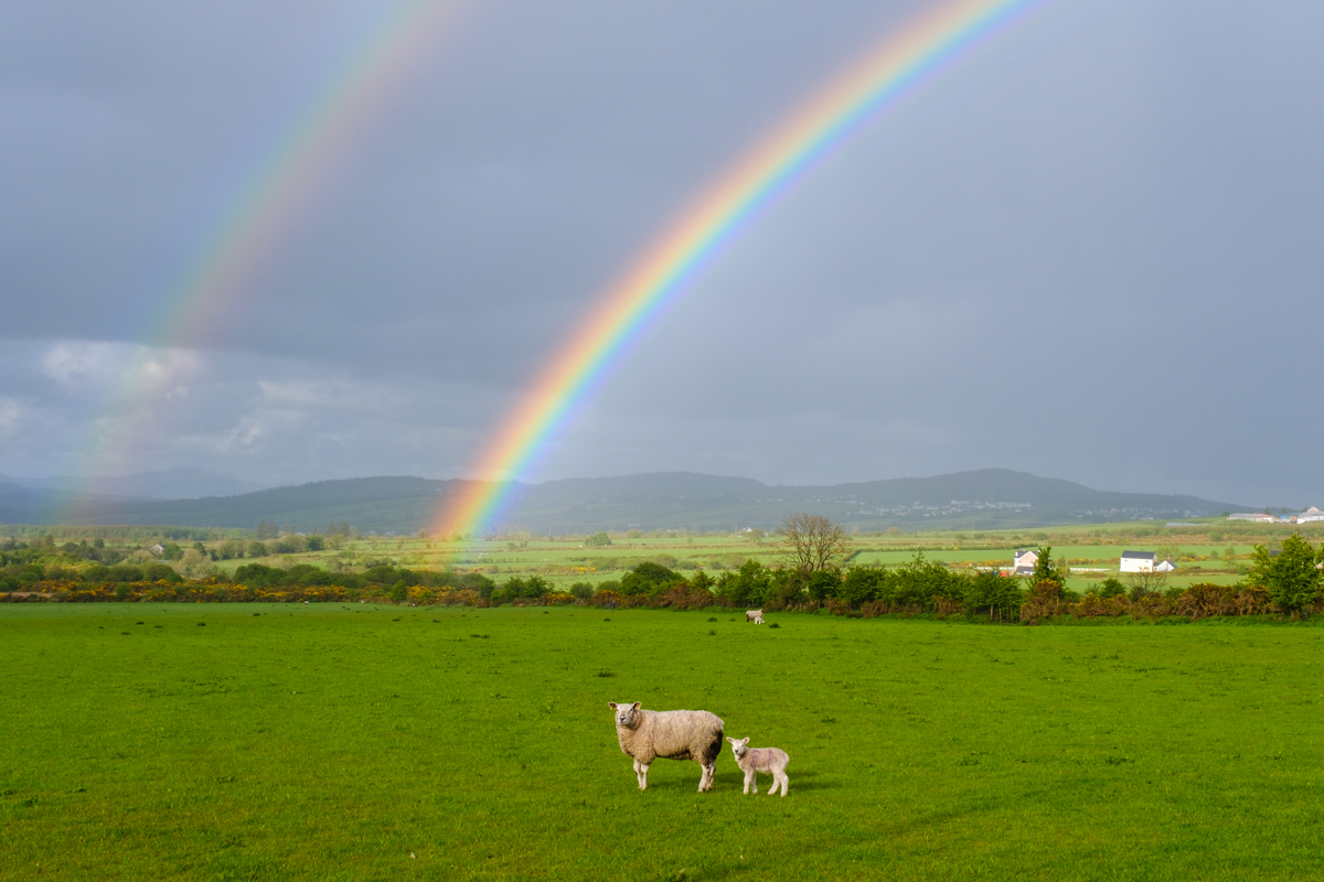 rainbow sheep