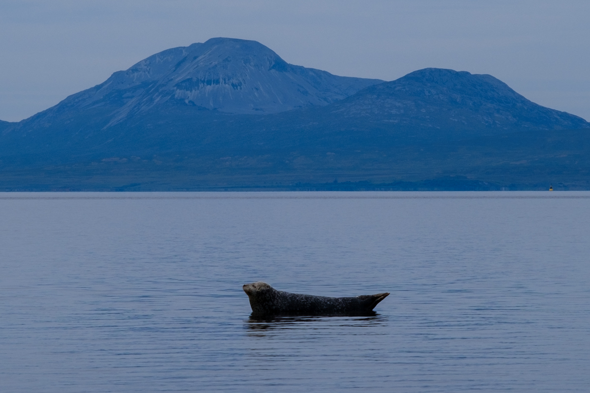seal in scotland