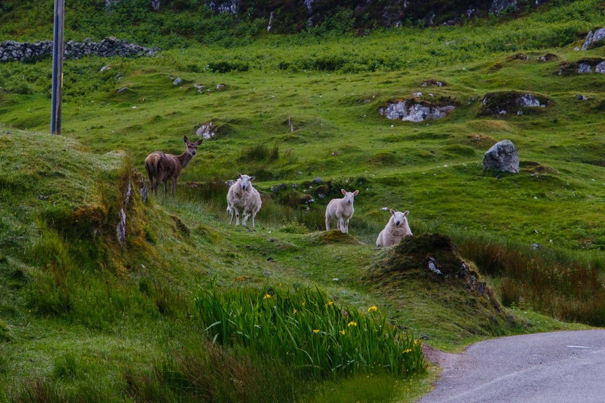 deer and sheep in scotland