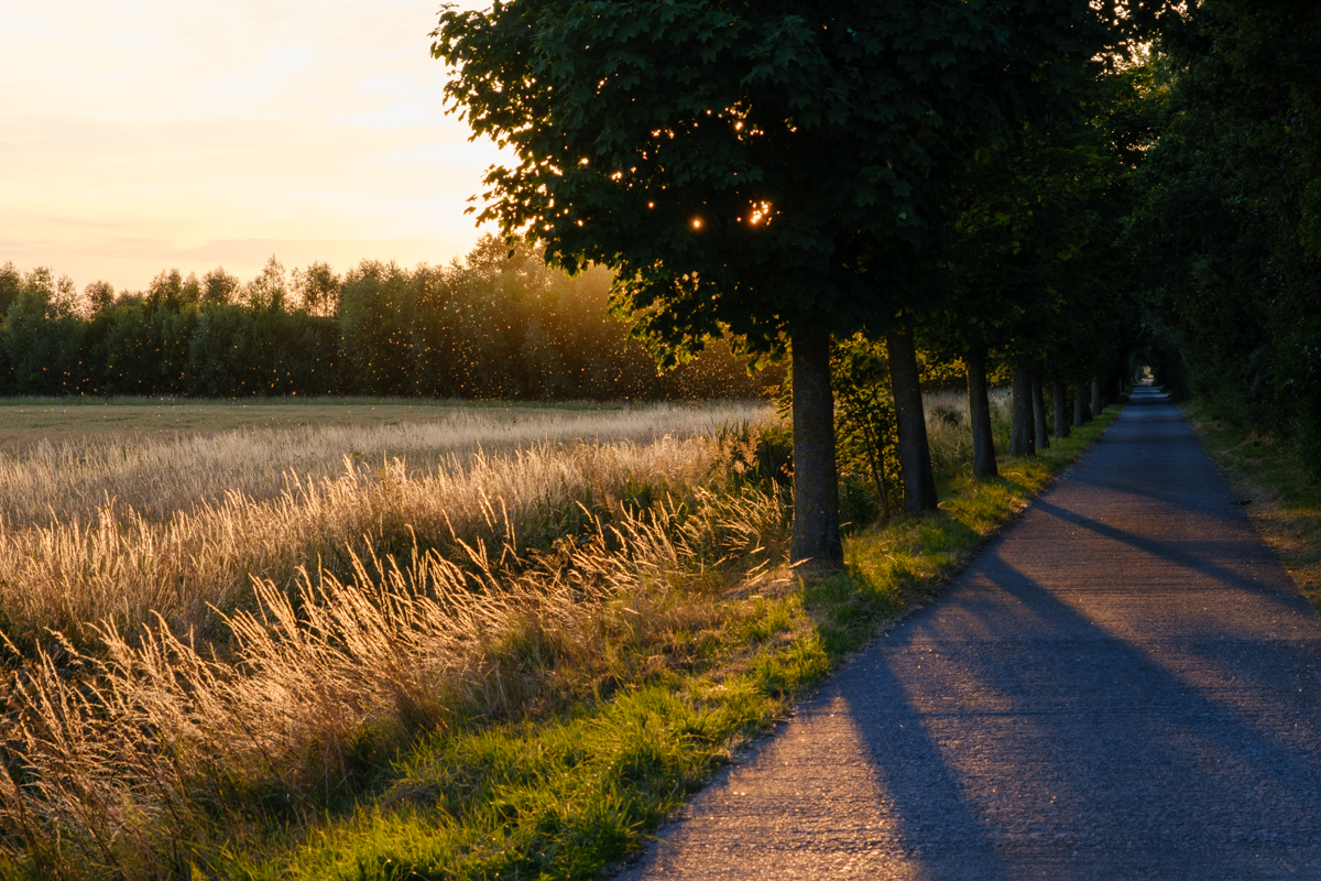 bicycle touring north sea cycle route