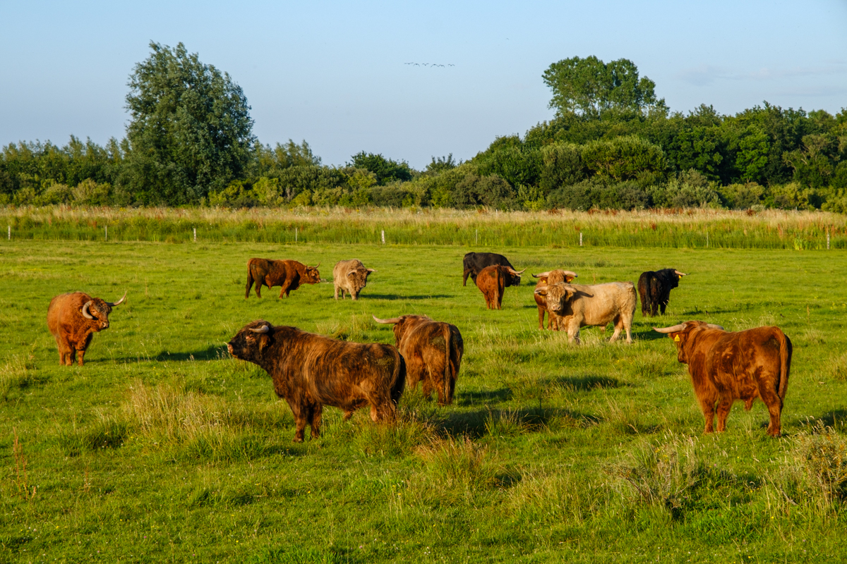 bicycle touring netherlands