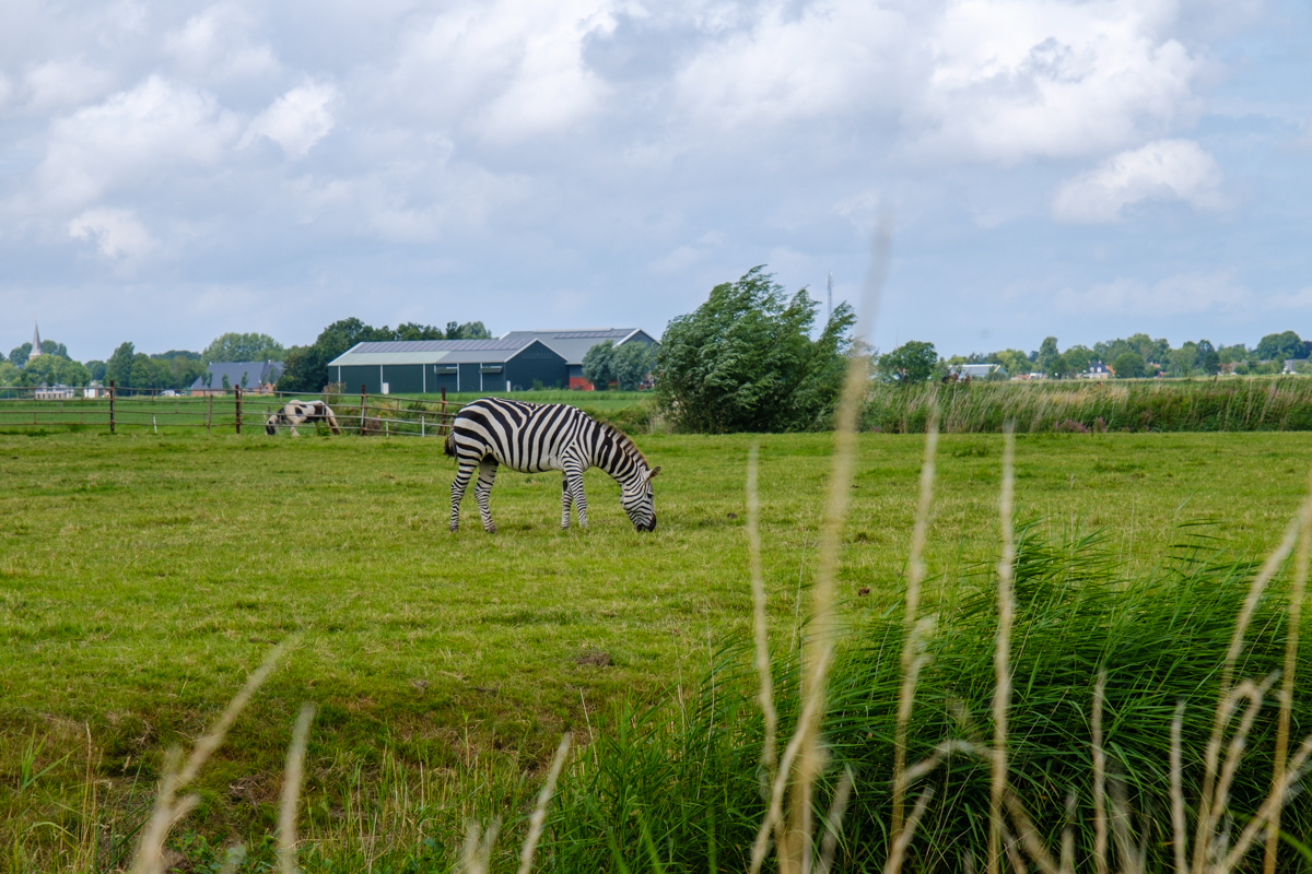 zebra in netherlands