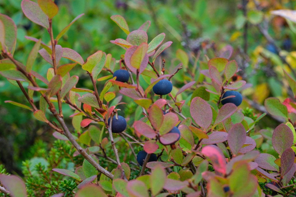 blueberries in norway