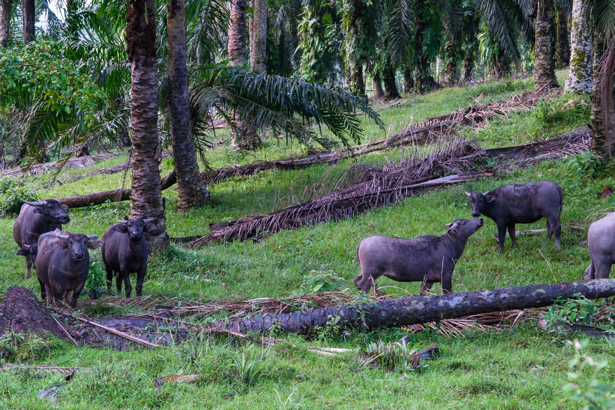 water buffalo malaysia