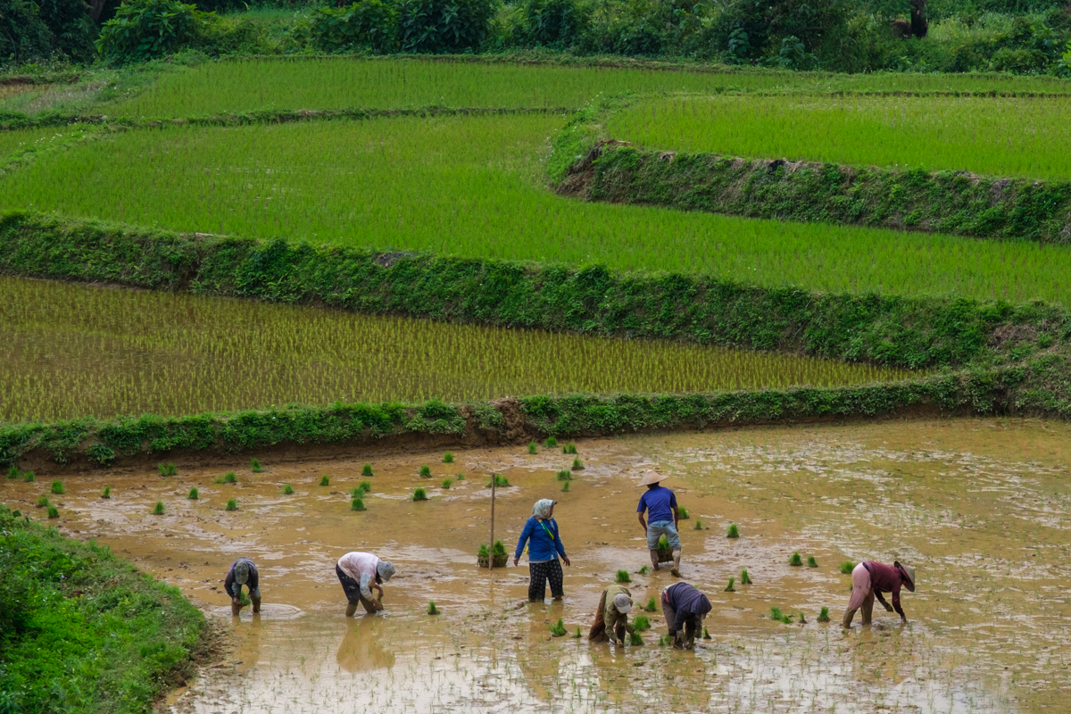 rice paddies in laos